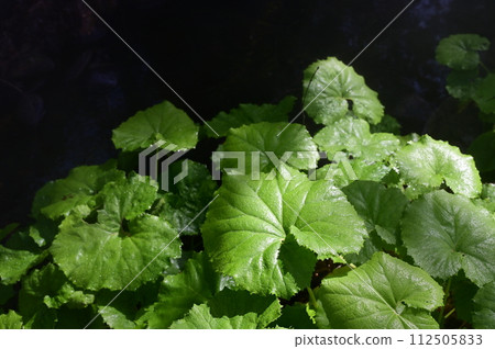 款冬（菊科多年生植物）的幼葉 112505833