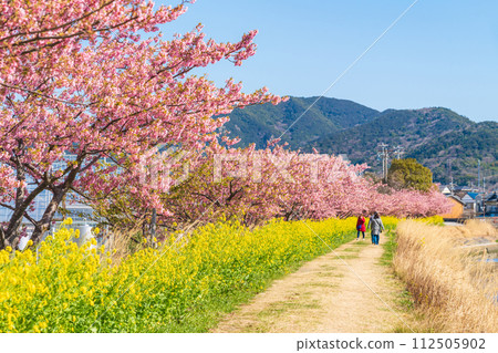 春天的面目田川、河津櫻花、油菜花盛開（愛知縣田原市） 112505902