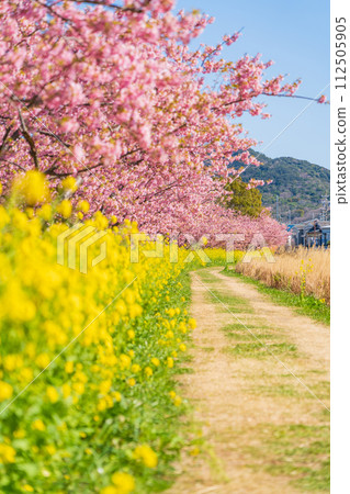 Menmutagawa River in spring, Kawazu cherry blossoms and rape blossoms in full bloom (Tawara City, Aichi Prefecture) 112505905