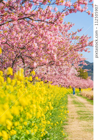 Menmutagawa River in spring, Kawazu cherry blossoms and rape blossoms in full bloom (Tawara City, Aichi Prefecture) 112505907