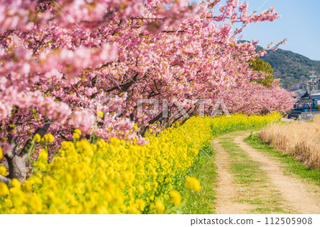 Menmutagawa River in spring, Kawazu cherry blossoms and rape blossoms in full bloom (Tawara City, Aichi Prefecture) 112505908