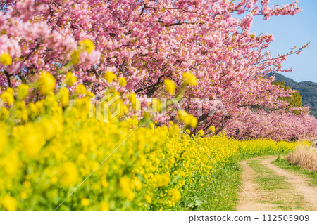 Menmutagawa River in spring, Kawazu cherry blossoms and rape blossoms in full bloom (Tawara City, Aichi Prefecture) 112505909