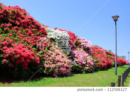 朝霞山綠道杜鵑花盛開（堺市堺區） 112506127