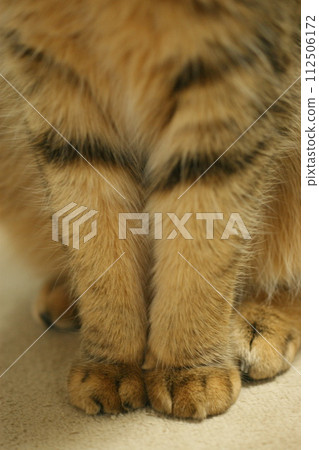 美貓Miinyan的手腳（四肢） 112506172