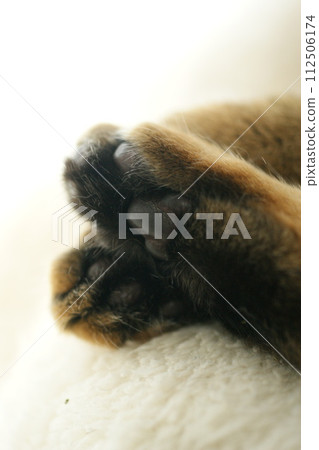 美貓Miinyan的手腳（四肢） 112506174