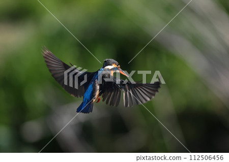Kingfisher hovering, aiming for prey Kingfisher hovering, aiming for prey 112506456