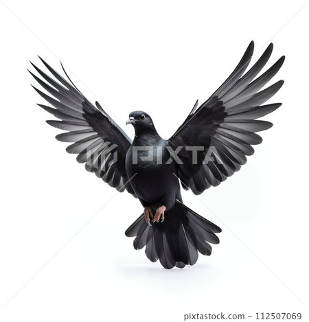 Black Dove Isolated on White Background. Generative ai 112507069