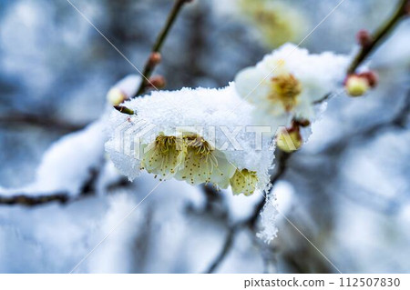 Early spring snow and plum blossoms in Shibata Town, Miyagi Prefecture 112507830