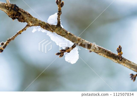 Early spring snow and cherry blossom buds in Shibata Town, Miyagi Prefecture 112507834