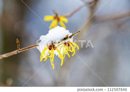 Early spring snow and witch hazel flowers in Shibata Town, Miyagi Prefecture 112507840