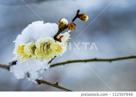 Early spring snow and plum blossoms in Shibata Town, Miyagi Prefecture 112507848