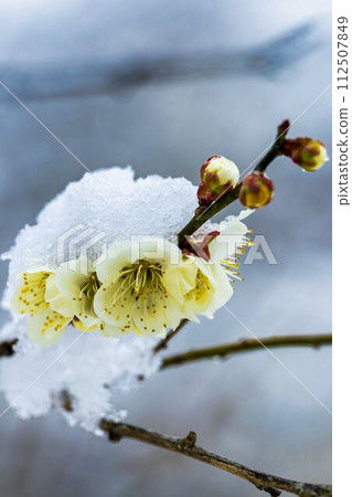 Early spring snow and plum blossoms in Shibata Town, Miyagi Prefecture 112507849