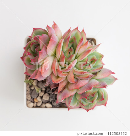 Pink Crystal Echeveria Succulent flower top view Pink Crystal Echeveria Succulent flower top view 112508552