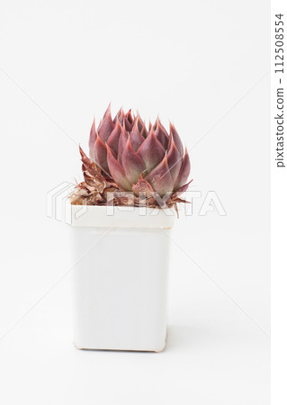 Echeveria Benimusume succulent in white plastic pot 112508554