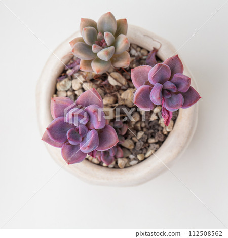 Graptoveria Cupid Succulent houseplant flower top view Graptoveria Cupid Succulent houseplant flower top view 112508562