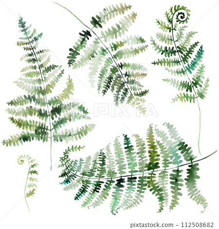 Watercolor fern twigs with green leaves isolated illustration, botanical wedding element Watercolor fern twigs with green leaves isolated illustration, botanical wedding element 112508682