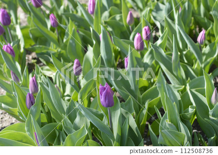 Tulip Purple Flag Tulip Purple Flag 112508736