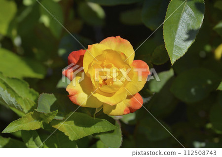 Rose Punch Rose Punch 112508743