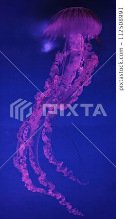 macro shooting under water chrysaora plocamia jellyfish 112508991
