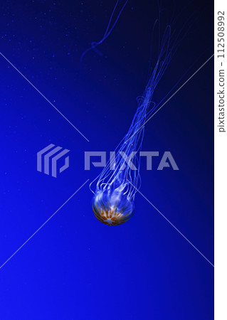 macro photography underwater northern sea nettle or brown jellyfish jellyfish macro photography underwater northern sea nettle or brown jellyfish jellyfish 112508992