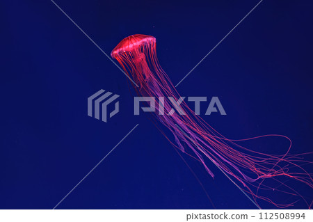 Shooting macro Chrysaora pacifica underwater Shooting macro Chrysaora pacifica underwater 112508994