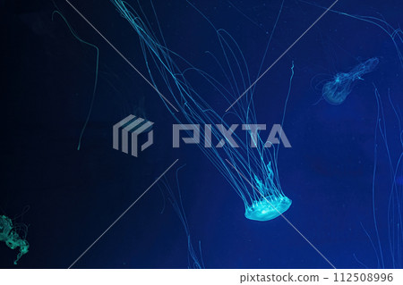 Macro shot of Chrysaora quinquecirrha underwater Macro shot of Chrysaora quinquecirrha underwater 112508996