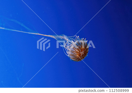 macro photography underwater northern sea nettle or brown jellyfish jellyfish macro photography underwater northern sea nettle or brown jellyfish jellyfish 112508999