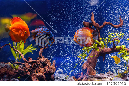 Underwater shot of Symphysodon fish Underwater shot of Symphysodon fish 112509010