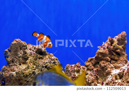 Underwater shot of fish Amphiprion ocellaris 112509013