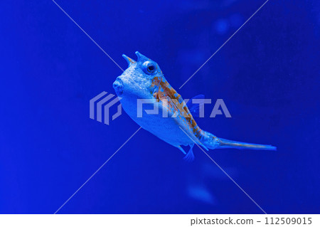 Underwater shot of fish Lactoria cornuta Underwater shot of fish Lactoria cornuta 112509015