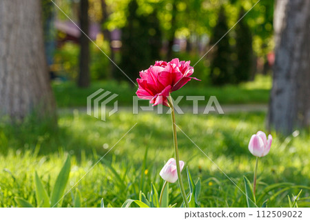 tulip bloom, beautiful field of tulips tulip bloom, beautiful field of tulips 112509022