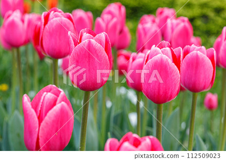 tulip bloom, beautiful field of tulips 112509023