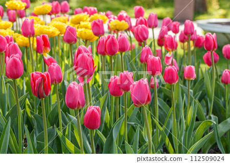 tulip bloom, beautiful field of tulips tulip bloom, beautiful field of tulips 112509024