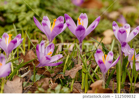 Purple beautiful blooming crocuses in spring against the background of grass 112509032