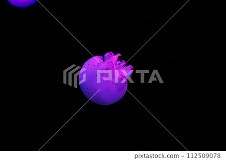 underwater shooting of beautiful cannonball jellyfish underwater shooting of beautiful cannonball jellyfish 112509078