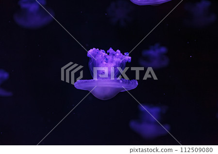 underwater shooting of beautiful Cotylorhiza tuberculata underwater shooting of beautiful Cotylorhiza tuberculata 112509080