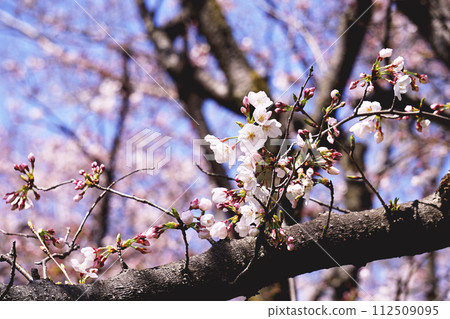 Cherry Blossoms	 112509095