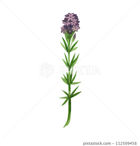 Watercolor illustration. Meadow grass heather with purple flowers and green leaves hand drawn in watercolor. Suitable for printing on paper, fabric, scrapbooking, design, textiles. 112509458