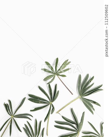 Green lupine leaves layout template on white background  112509602