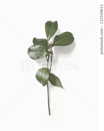 Rose branch with closed bud leaves on light background in minimal style  112509611