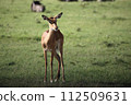 female ground gazelle 112509631