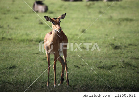female ground gazelle 112509631