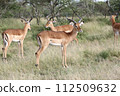 A flock of male grand gazelles 112509632