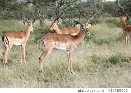 A flock of male grand gazelles A flock of male grand gazelles 112509632