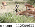 Male ground gazelle eating grass 112509633