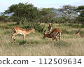 Male gazelles threatening each other 112509634