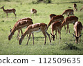 Group of female grand gazelles (harem) 112509635