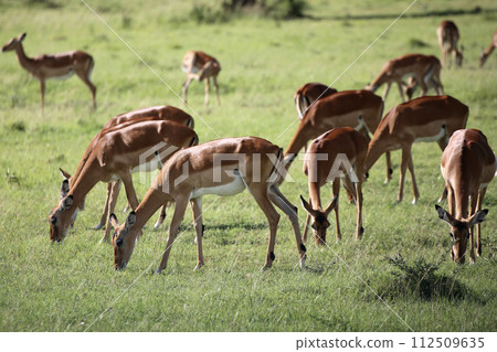 Group of female grand gazelles (harem) 112509635