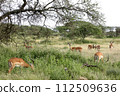 A flock of male gazelles 112509636