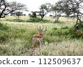 fighting male gazelle 112509637